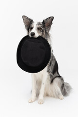 An obliging dog is sitting on his ass with a black hat in his teeth. Border Collie dog in shades of white and black, and long and fine hair. An excellent herding dog.