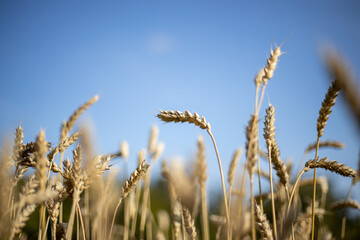 Obraz premium field of wheat