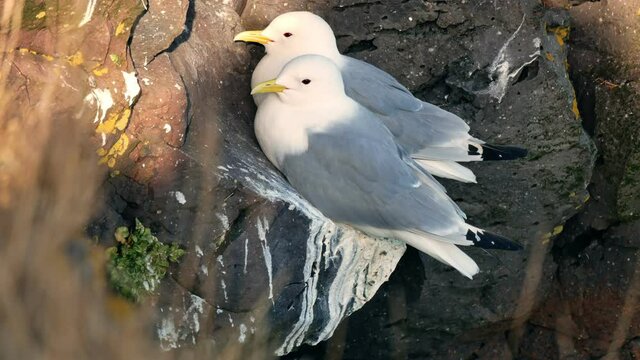 Gull bird nest stone rock sea ocean animal