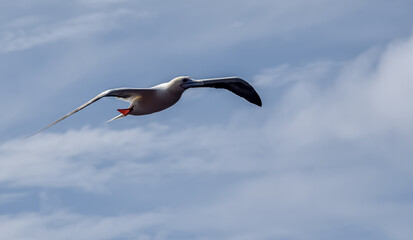 Fototapeta na wymiar Seabird Masked, Blue-faced Booby (Sula dactylatra) flying over the ocean on the blue sky background. Seabird is hunting for flying fish jumping out of the water.
