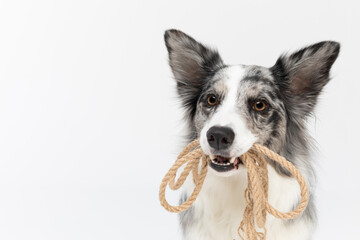 In the close-up view you can see a string coiled in its mouth with three dogs. Border Collie dog in shades of white and black, and long and fine hair. An excellent herding dog.