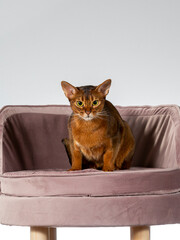 Abessinia cat portrait, image taken in a studio.