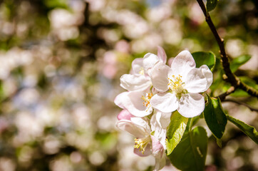 Fototapeta na wymiar white blossoming flowers in spring fruit tree