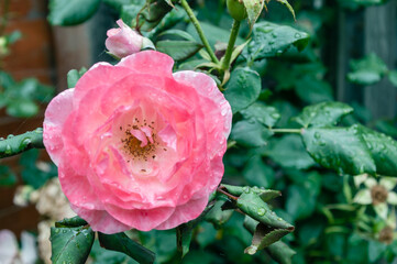 London, United Kingdom, July 10, 2020: Pink rose flower on background blurry pink roses flower in the garden of flowers. Rain drops on pink rose petal. Nature.