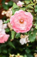 Obraz premium London, United Kingdom, July 10, 2020: Pink rose flower on background blurry pink roses flower in the garden of flowers. Rain drops on pink rose petal. Nature.