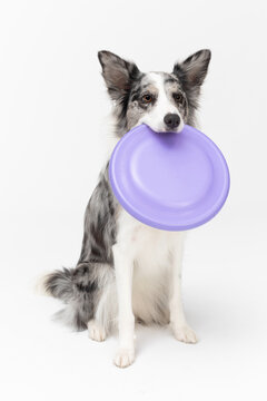 White Frisbee Images – Browse 4,331 Stock Photos, Vectors, and Video |  Adobe Stock