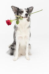 A cute dog is sitting on his ass with a fresh red rose in his teeth. Border Collie dog in shades of white and black, and long and fine hair. An excellent herding dog.
