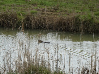 Fototapeta premium Nutria