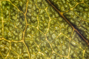 Green rose leaf macro, dry leaf under the microscope