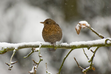 hedge sparrow