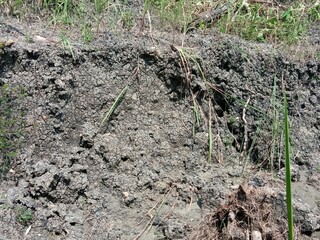 clay soil