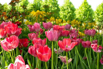 Garden with amazing red tulips, tulip field