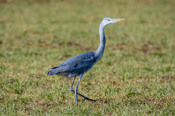 grey heron ardea cinerea  in a meadow