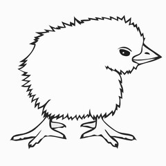 Vector drawing, Chicken black and white