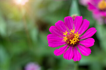 Fototapeta premium Zinnia (Zinnia violacea Cav : Asteraceae.),Purple zinnia blooming beautifully in the morning sun.