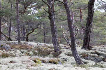 Forest of pine trees and white moss