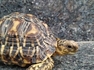 turtle on the rock