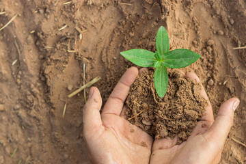 Young trees or saplings grown by human hands Which is providing fertile soil for good future growth.