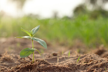 A small tree or young plant that is growing alone And the morning sun shines down.