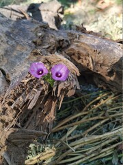 nest on the tree