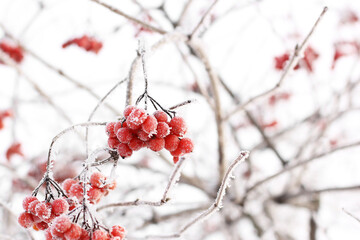 Winter frozen viburnum under the snow. Viburnum in the snow. Red berries. Wonderful winter. Hoarfrost