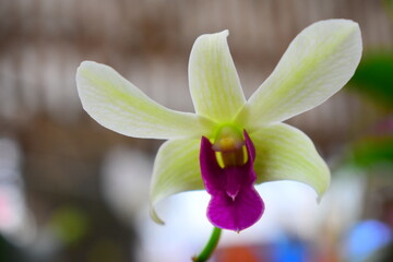 close up of a white purpe orchid