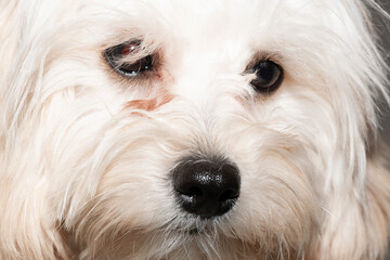 black eyes and nose of a white fluffy dog 