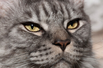 eyes of a large gray cat 