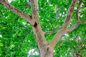 Fototapeta premium Close up photo of tree trunk of Paulownia fortunei