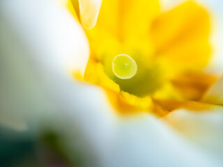 Macro shot of yellow with white flowers