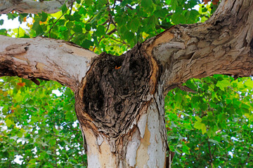 Close up photo of tree trunk of Paulownia fortunei