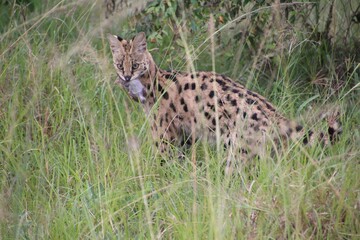 The elusive Serval cat