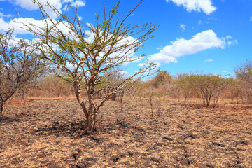 drought