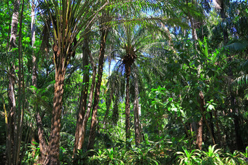 jungle