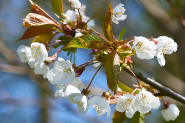 Kirschblüten im Frühjahr	