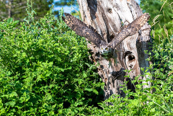 Great horned owl in flight