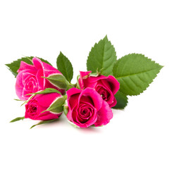 pink rose flower head isolated on white background cutout