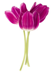 Three lilac tulip flowers isolated on white background cutout