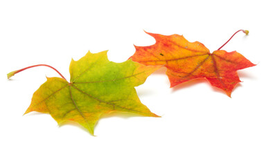 Naklejka na ściany i meble colorful autumn maple leaf isolated on white
