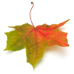 colorful autumn maple leaf isolated on white