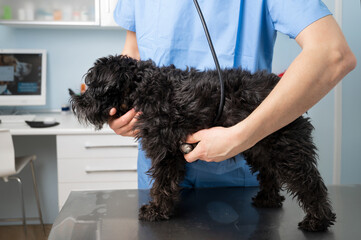 Veterinary, examining a dog , with stethoscope at clinic. High quality photo