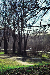 Fototapeta premium Bright spring greens at dawn in the forest. Nature comes to life in early spring.