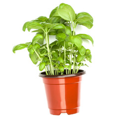 Sweet basil leaves in flowerpot isolated on white background cutout. Top view.