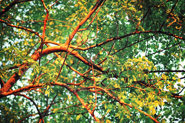 Bright spring greens at dawn in the forest. Nature comes to life in early spring.