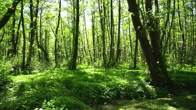 Beautiful weather in the spring forest. Bright green foliage on the trees and lush fresh grass. Sunlight penetrates the branches of plants.