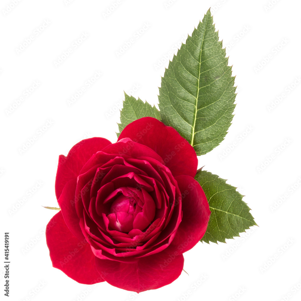 Wall mural one red rose flower with leaves isolated on white background cutout