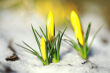 Spring flowers, white crocus snowdrops sun rays. White and yellow crocuses in the country in the spring. Fresh joyous plants bloomed. The young sprouts.