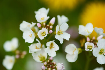 Wiesen-Schaumkraut (Cardamine pratensis)	