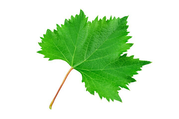Grape leaf isolated on white background. Winemaking and agriculture concept.