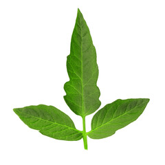 Obraz premium Branch of tomato leaves isolated on white. Agriculture concept.